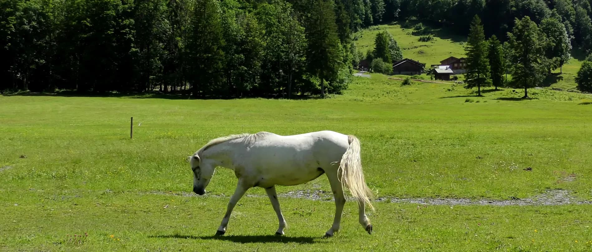 Équitation